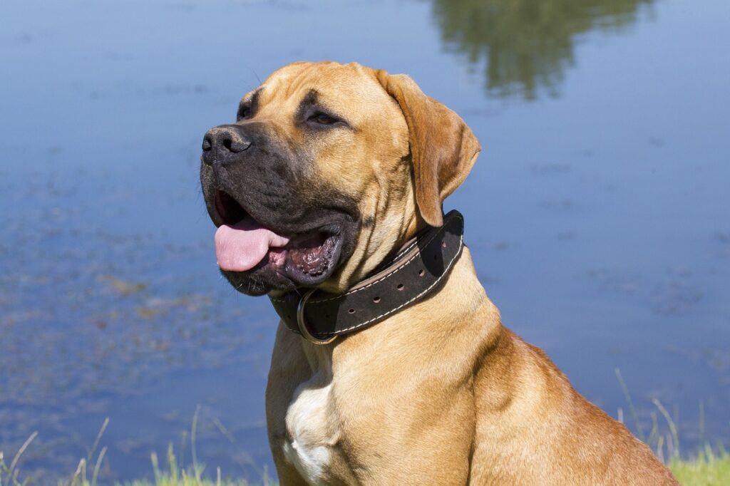 The Boerboel