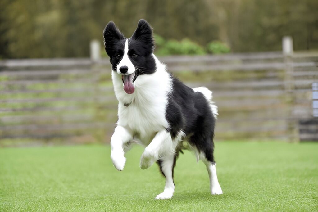 The Border Collie