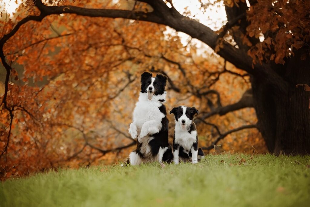 The Border Collie