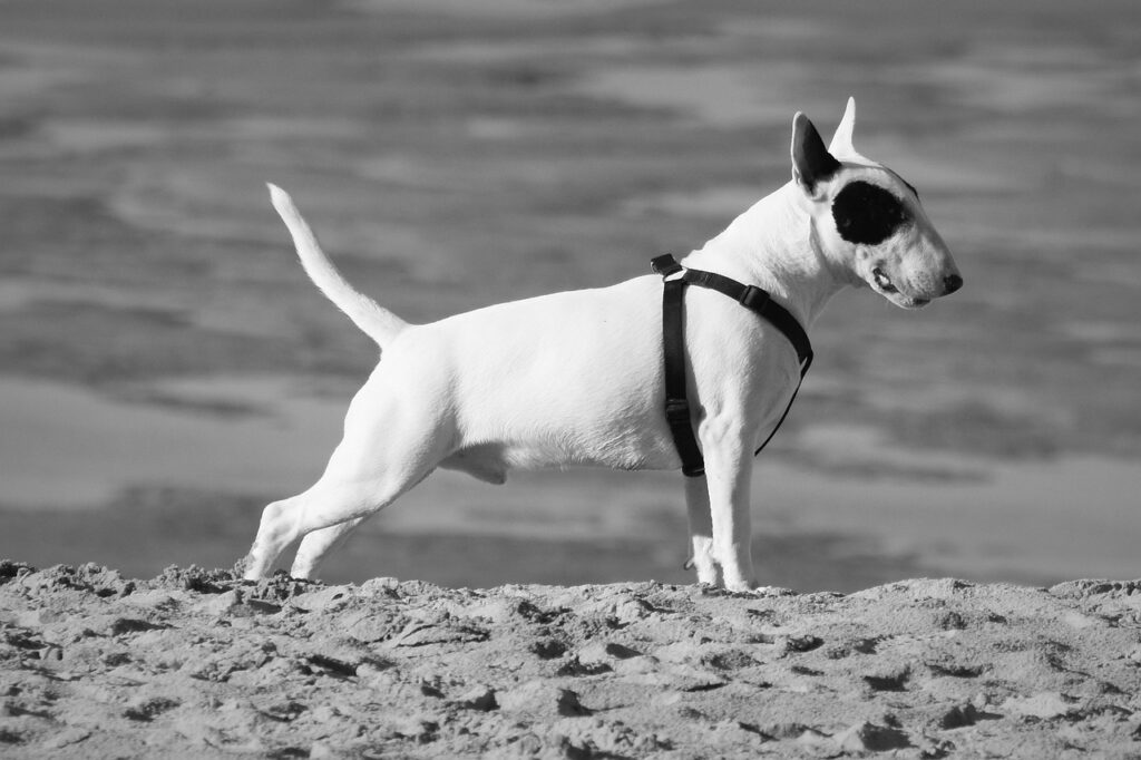 The Bull Terrier