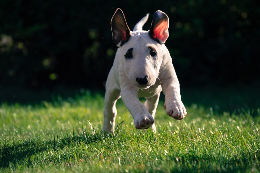 The Bull Terrier