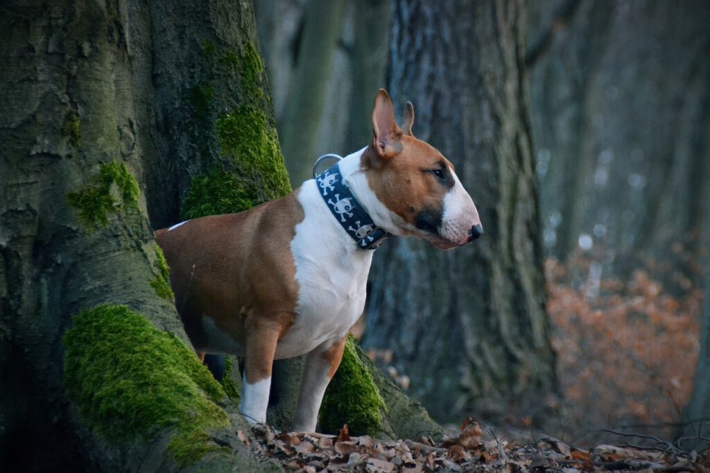 The Bull Terrier