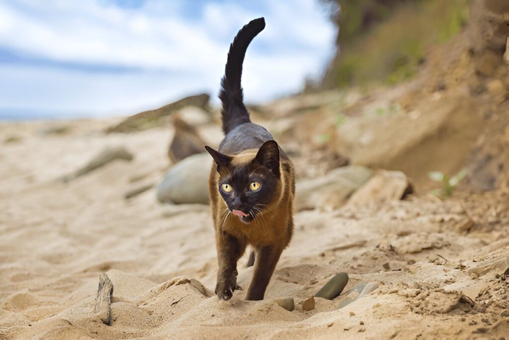 The Burmese Cat