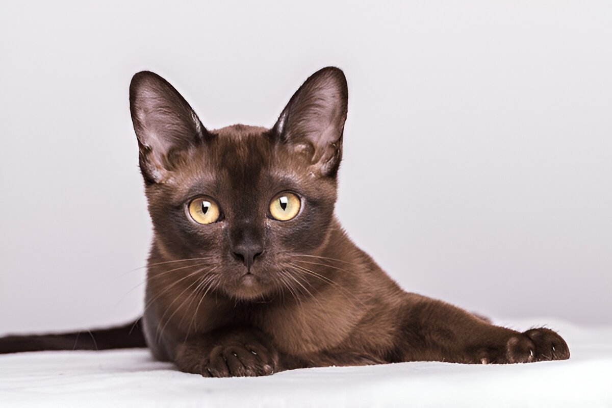 The Burmese Cat