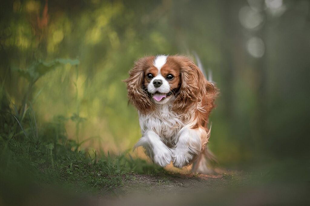 The Cavalier King Charles Spaniel