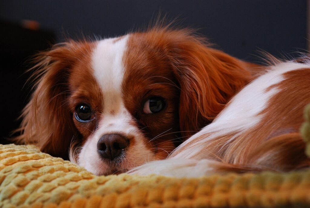 The Cavalier King Charles Spaniel