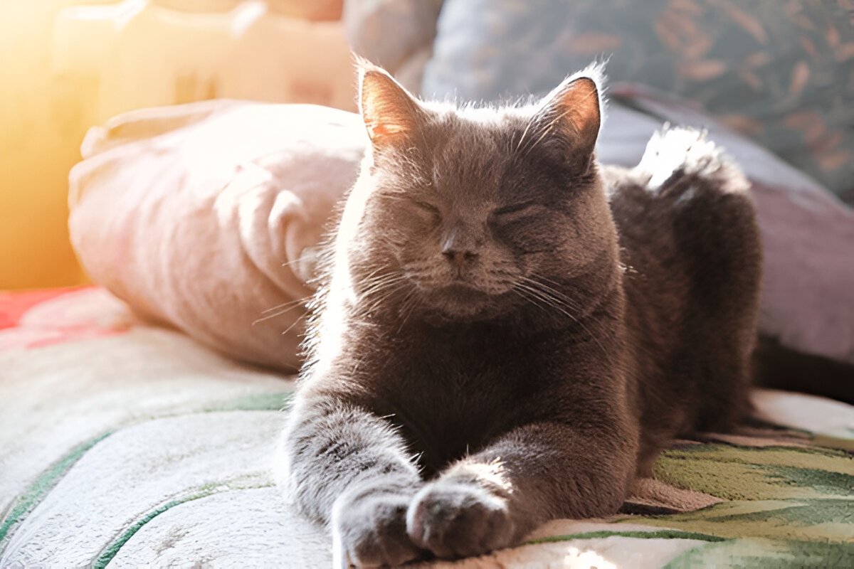 The Chartreux Cat