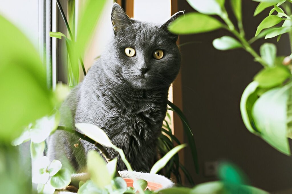 The Chartreux Cat