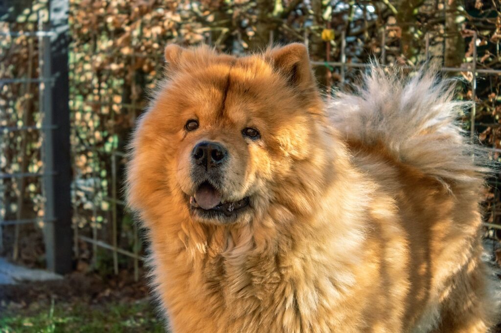 The Chow Chow