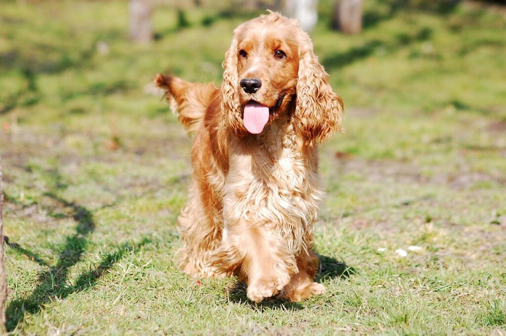 The Cocker Spaniel