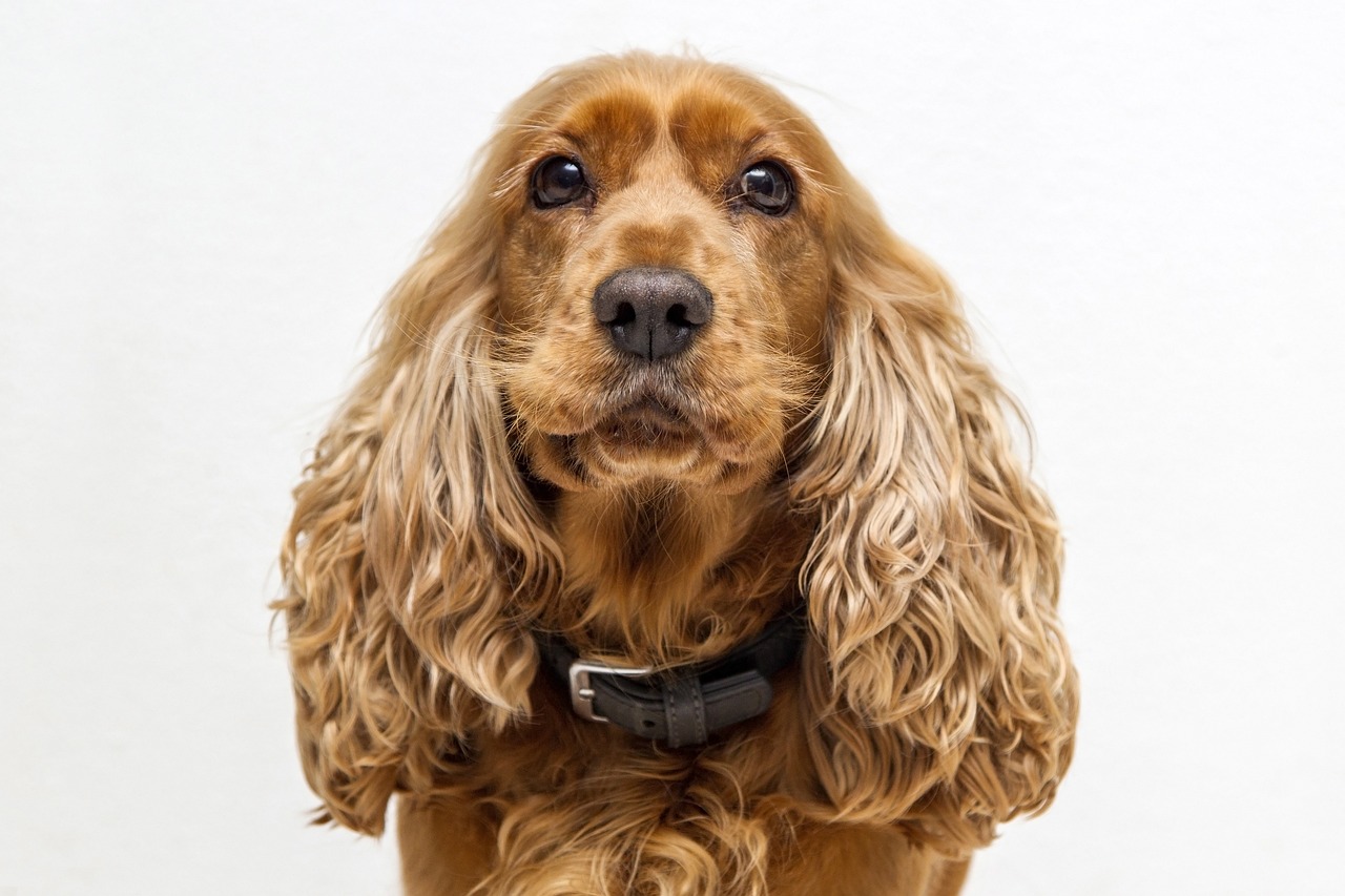 The Cocker Spaniel