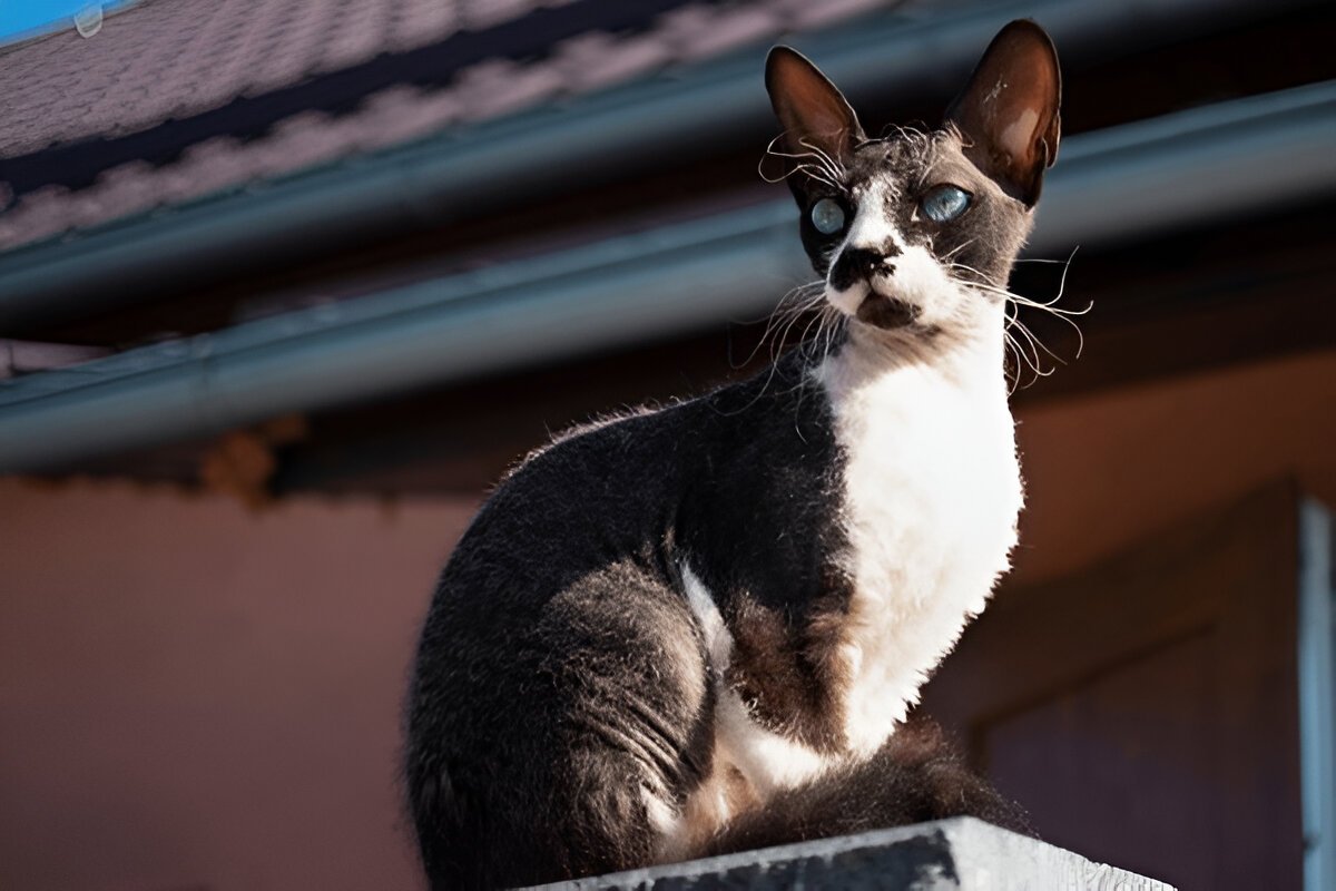 The Cornish Rex