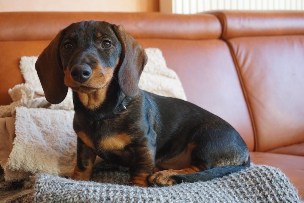 The Dachshund