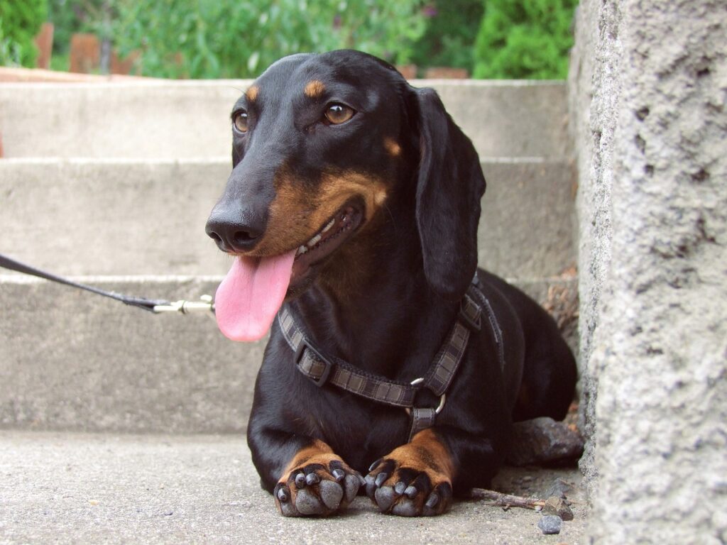 The Dachshund