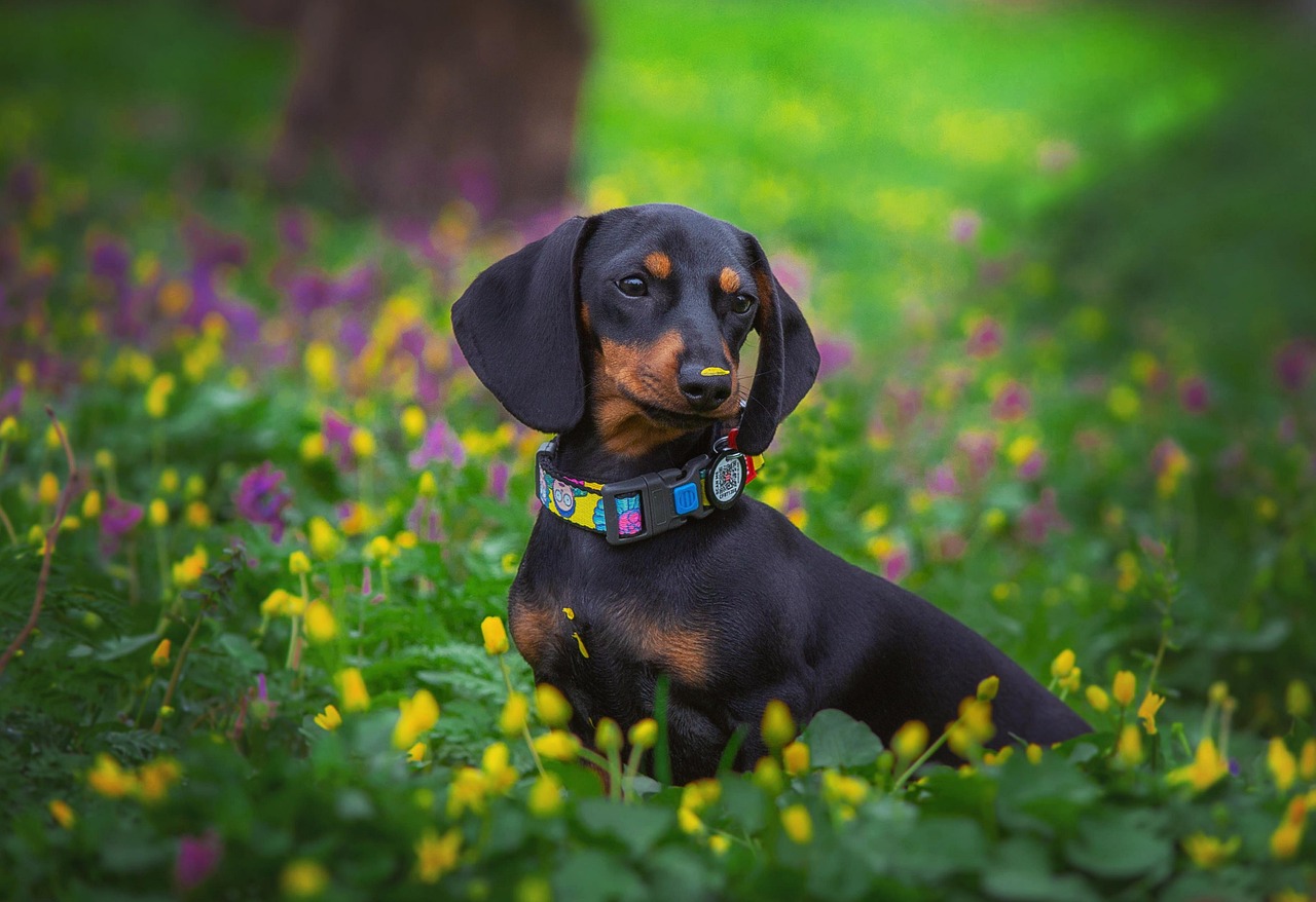 The Dachshund