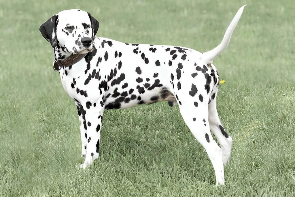 The Dalmatian