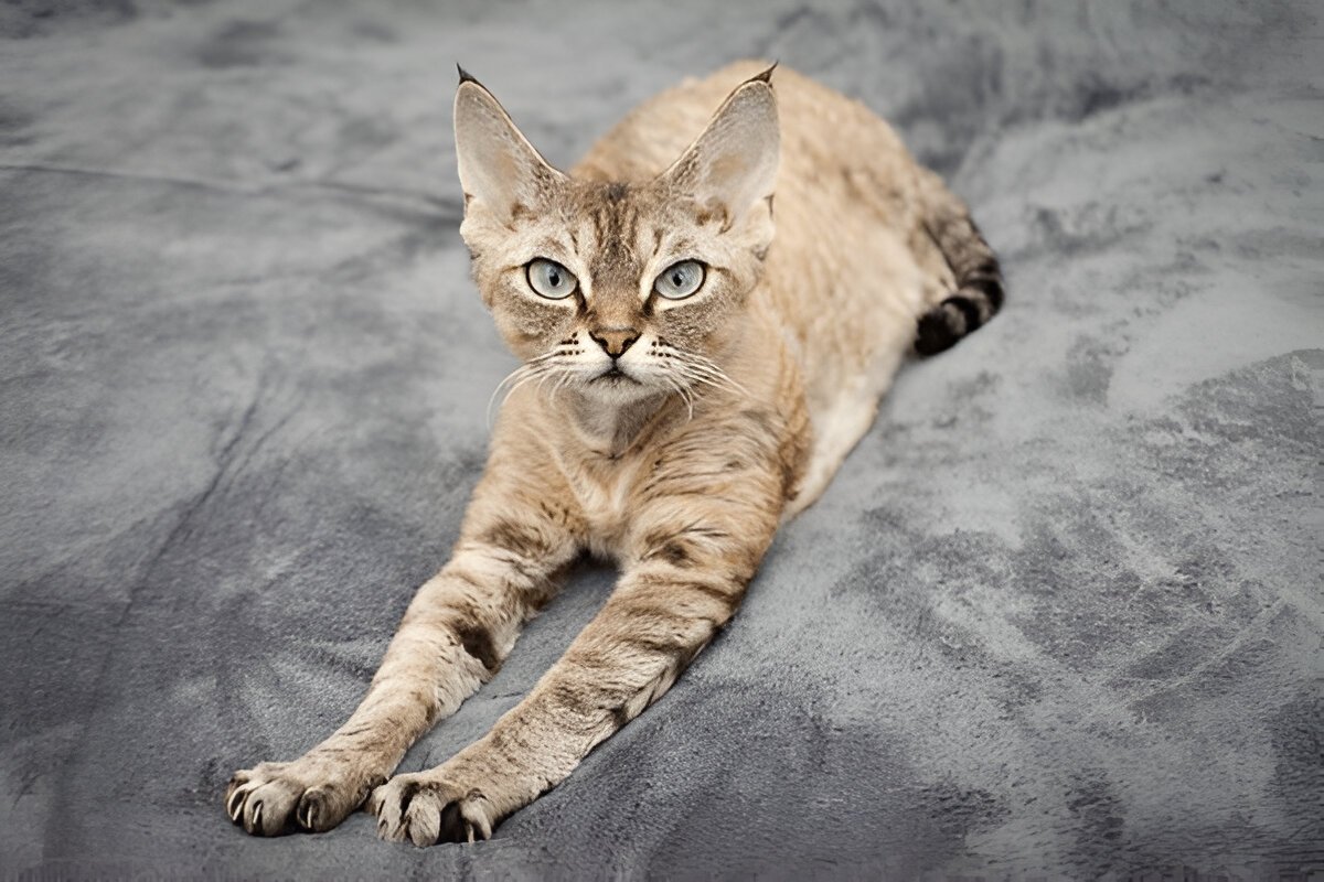 The Devon Rex