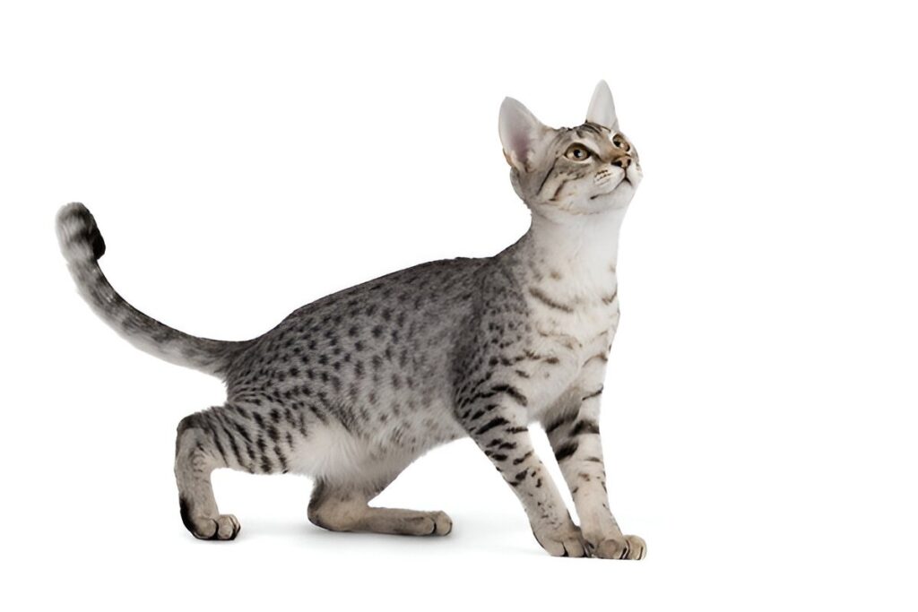 The Egyptian Mau