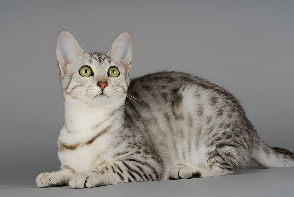 The Egyptian Mau