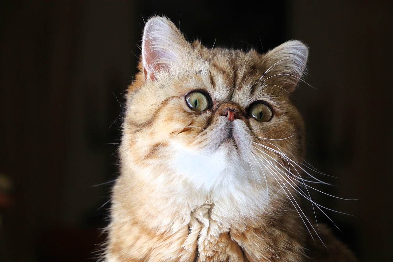 The Exotic Shorthair Cat