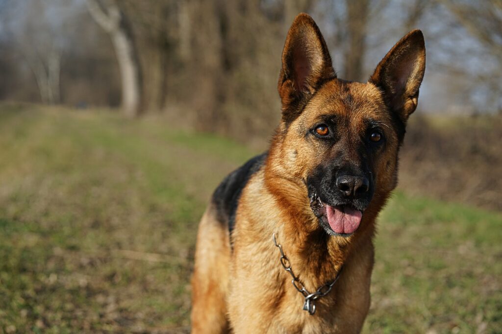 The German Shepherd