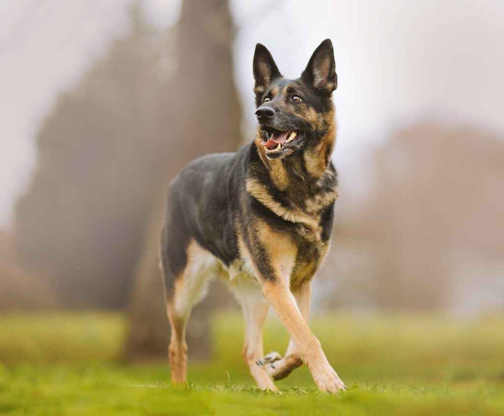 The German Shepherd