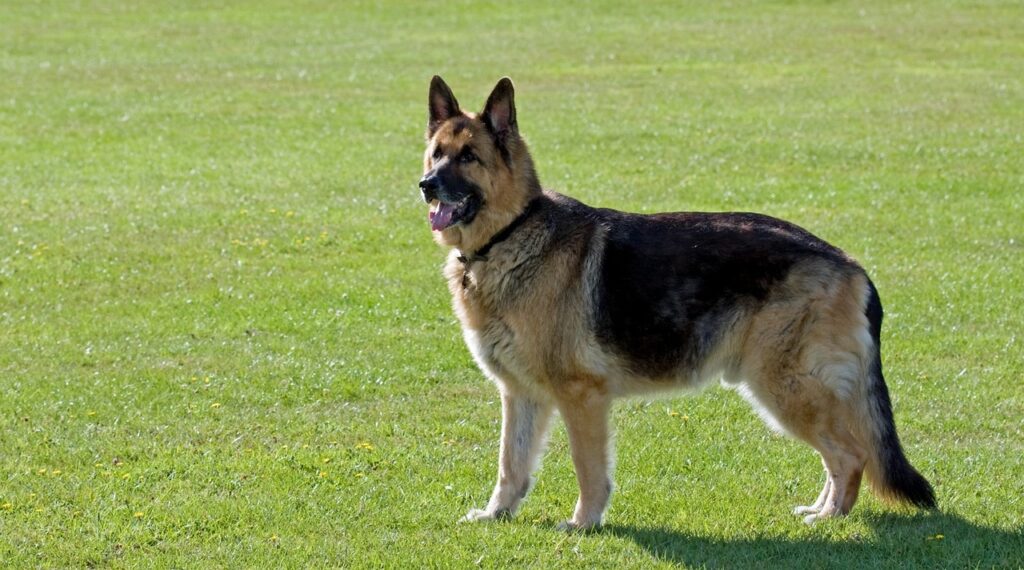 The German Shepherd