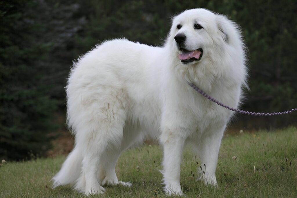 The Great Pyrenees