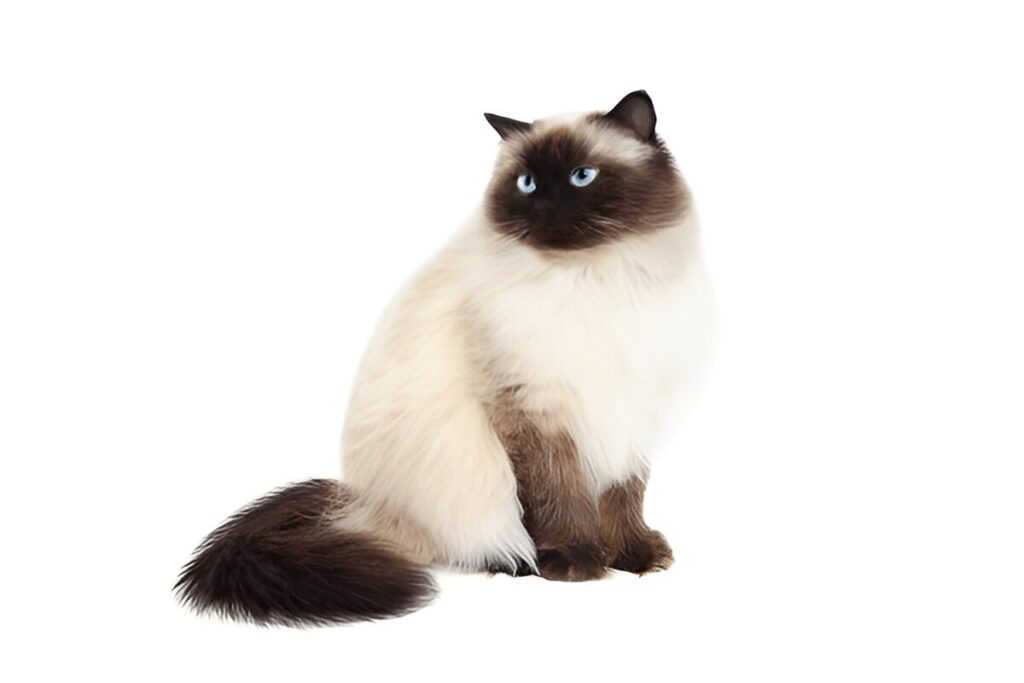 The Himalayan Cat