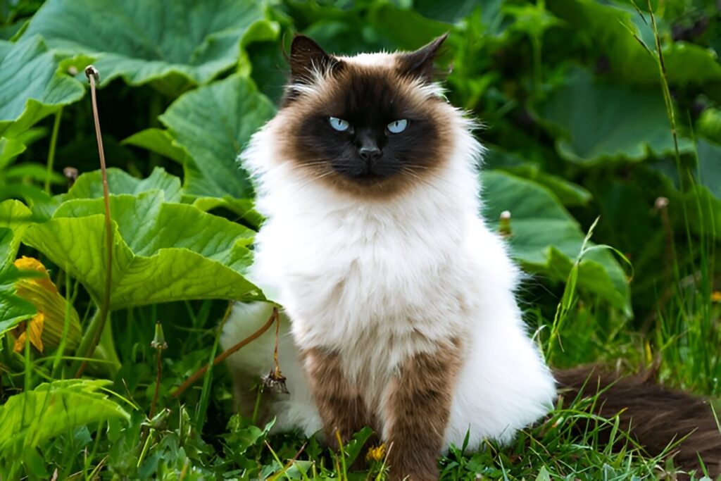 The Himalayan Cat