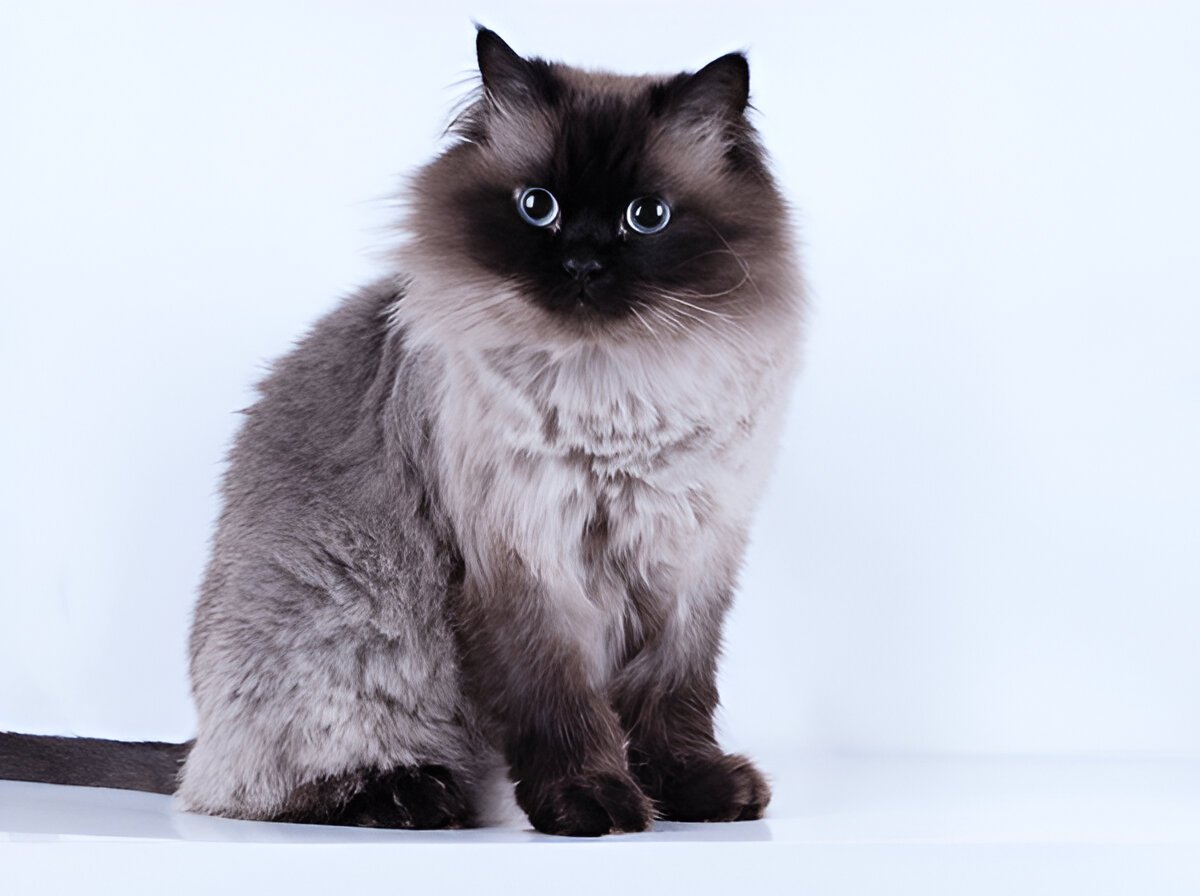 The Himalayan Cat