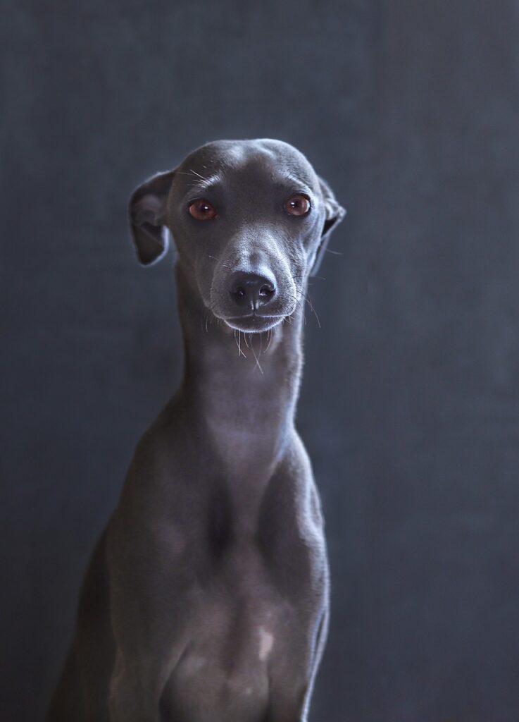 The Italian Greyhound