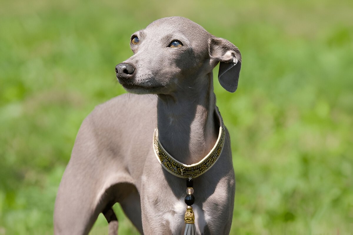 The Italian Greyhound