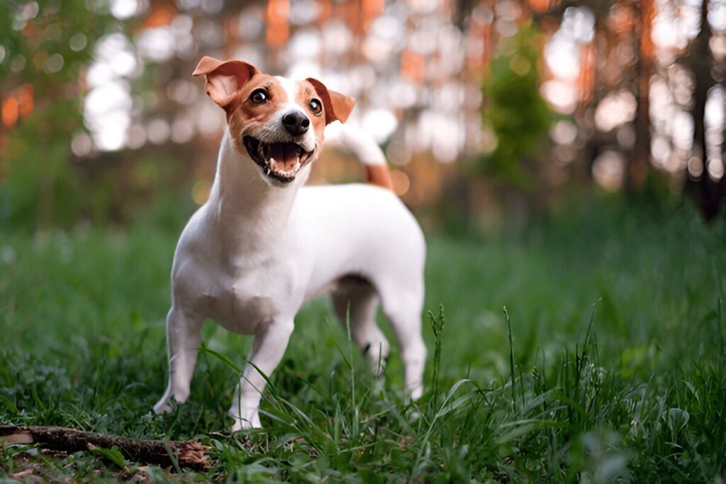 The Jack Russell Terrier