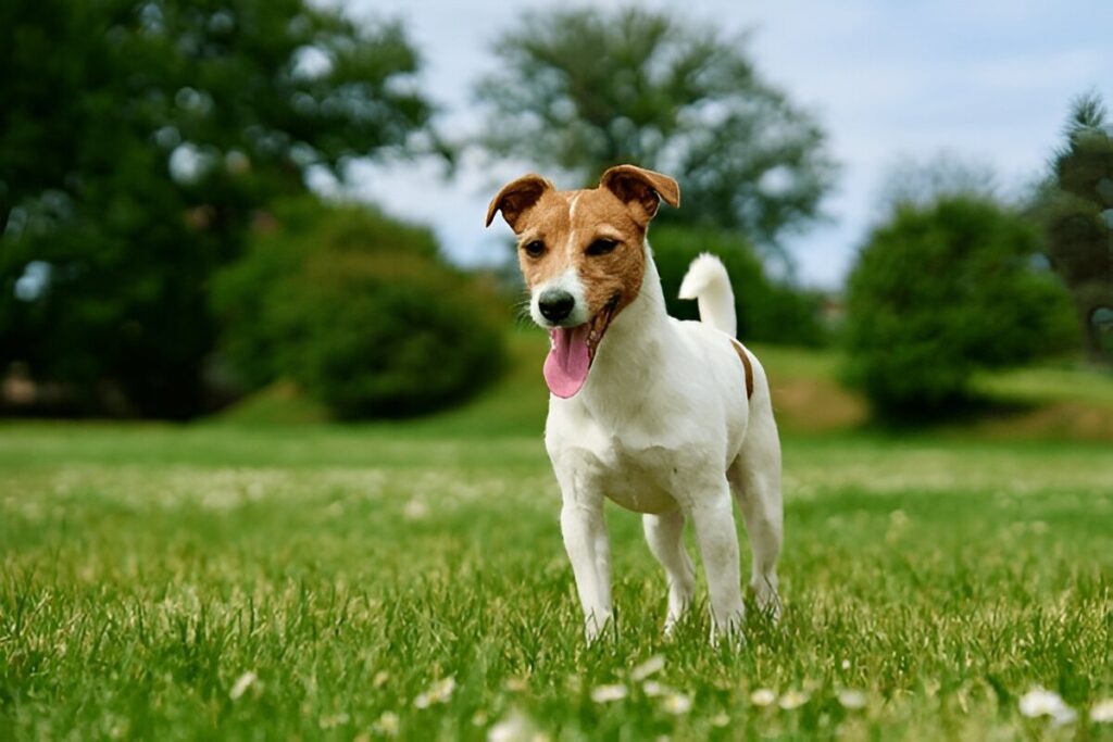 The Jack Russell Terrier