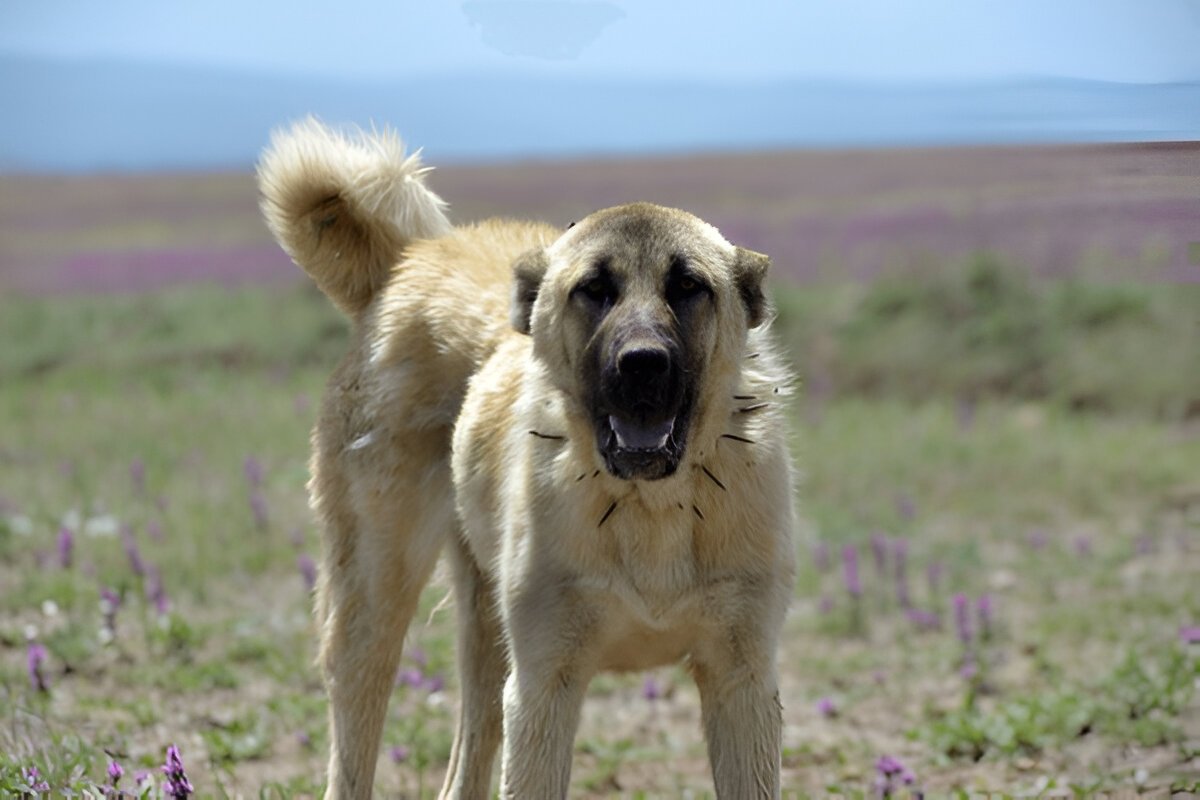 The Kangal