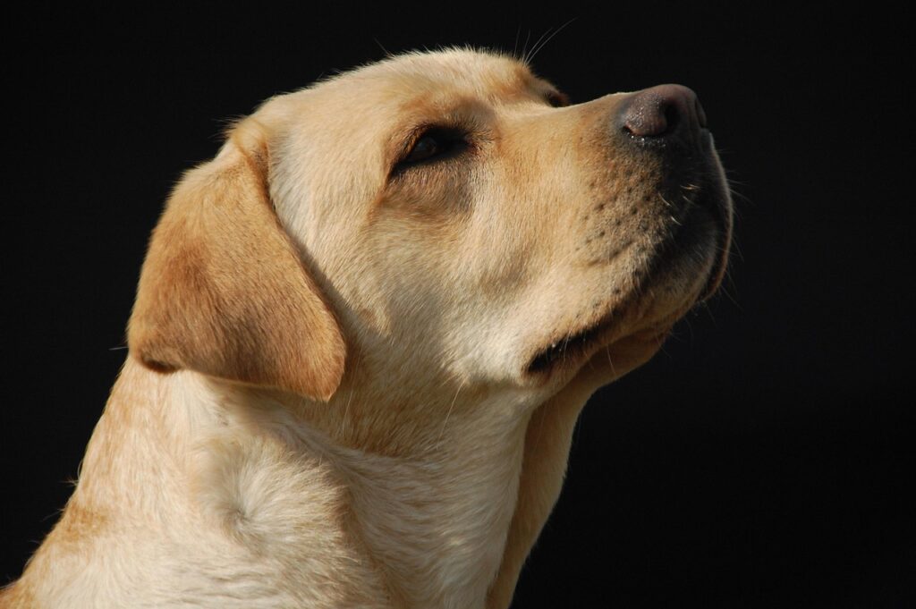 The Labrador Retriever