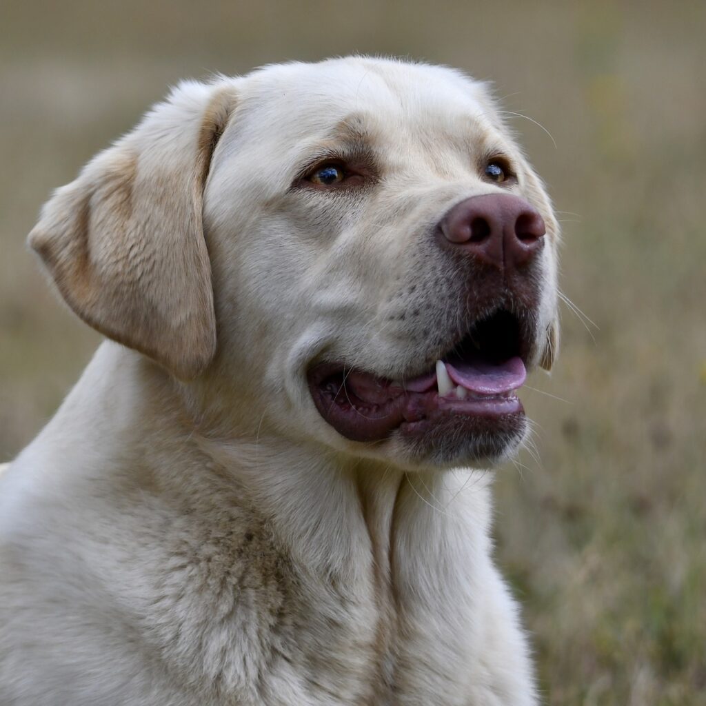 The Labrador Retriever