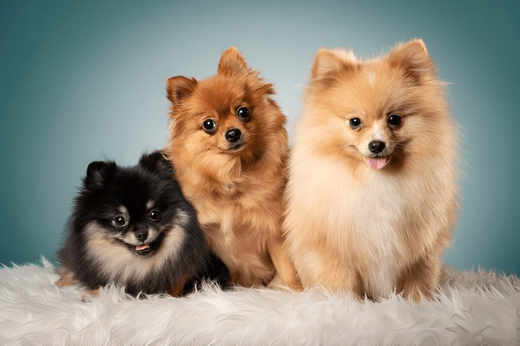 The Pomeranian