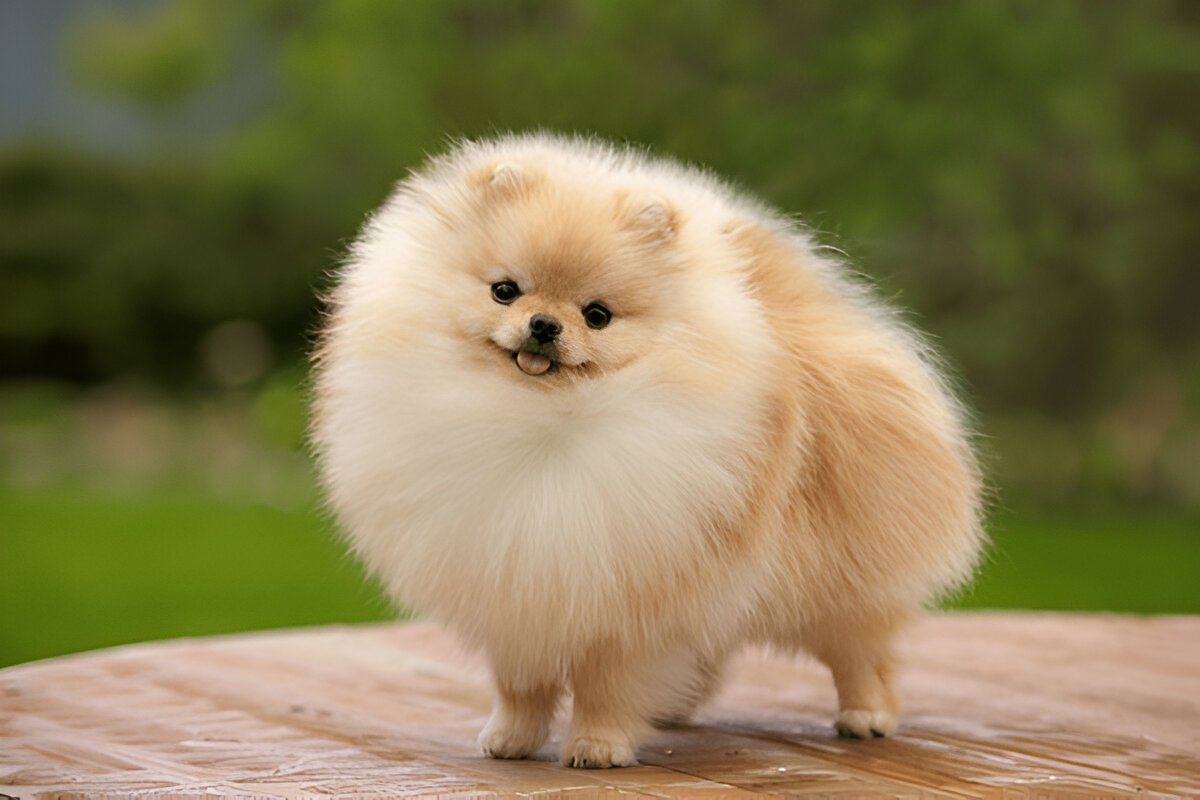 The Pomeranian