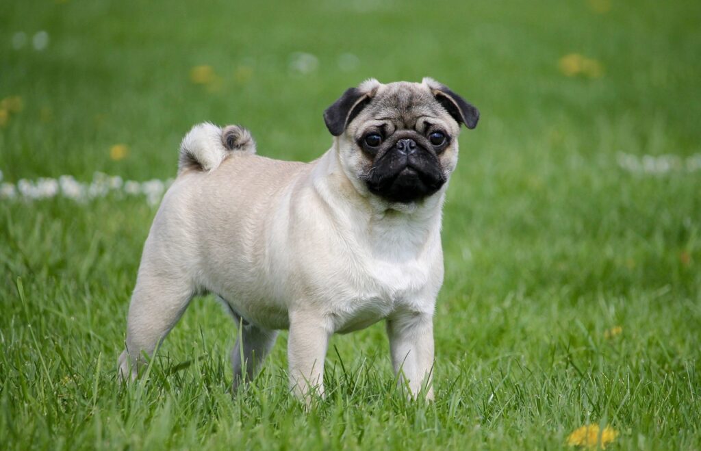 The Pug