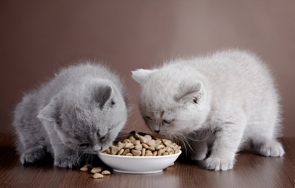 The Risks of Feeding Kittens Adult Cat Food