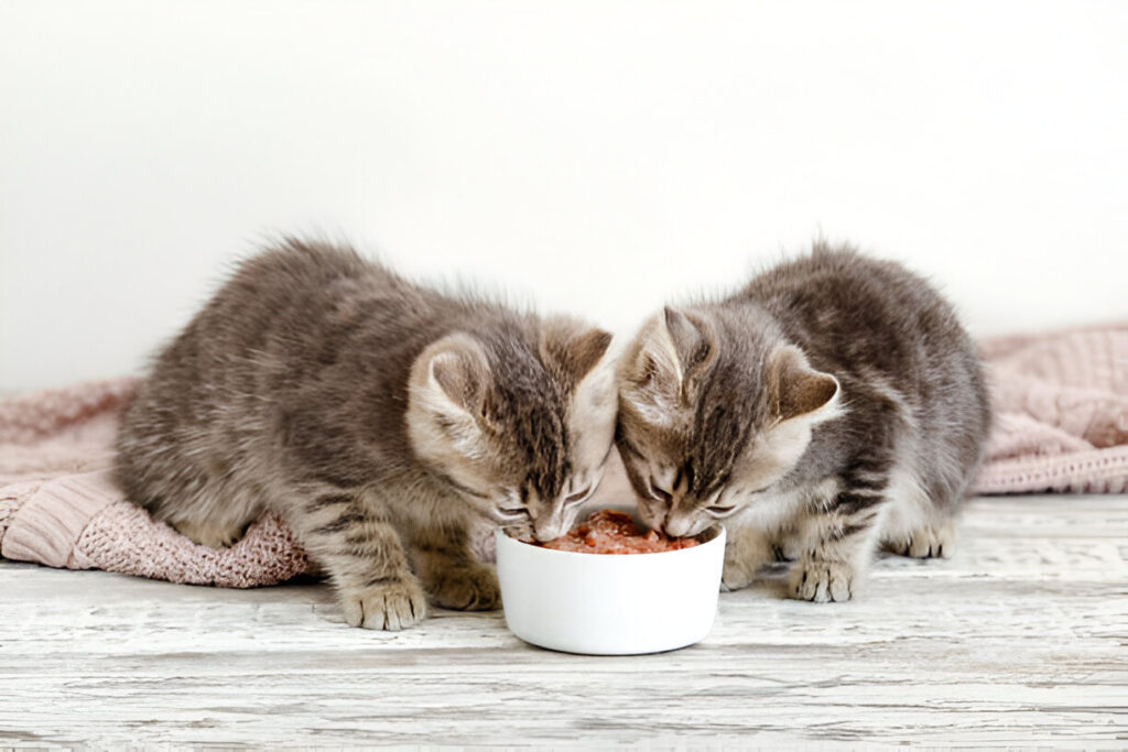 The Risks of Feeding Kittens Adult Cat Food