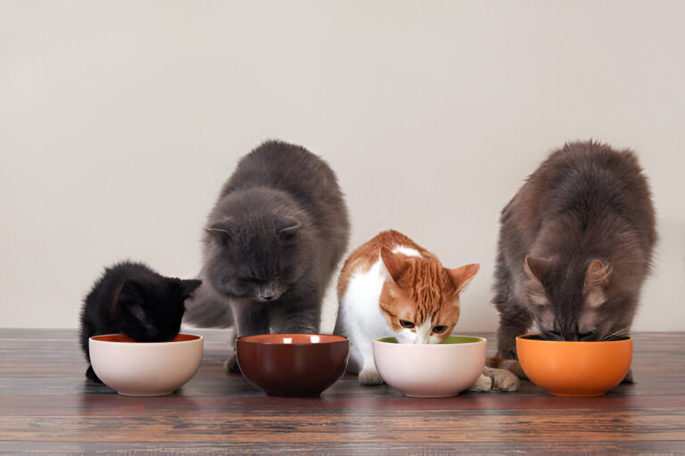 The Risks of Feeding Kittens Adult Cat Food