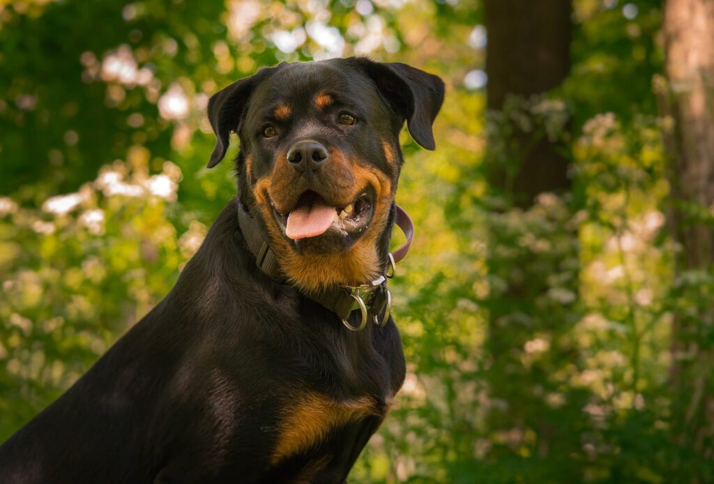 The Rottweiler