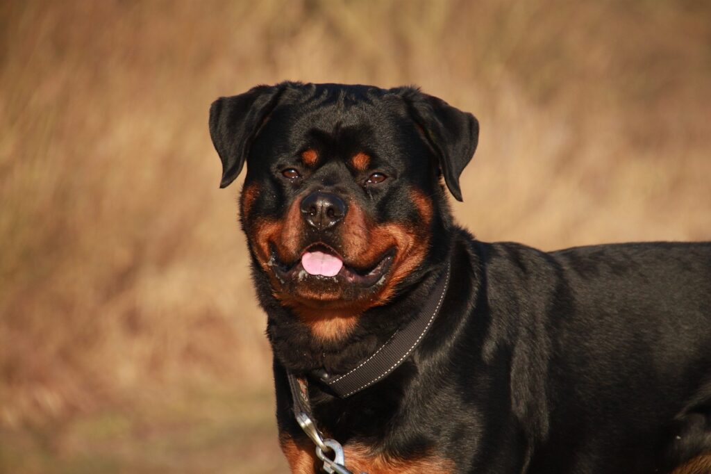 The Rottweiler