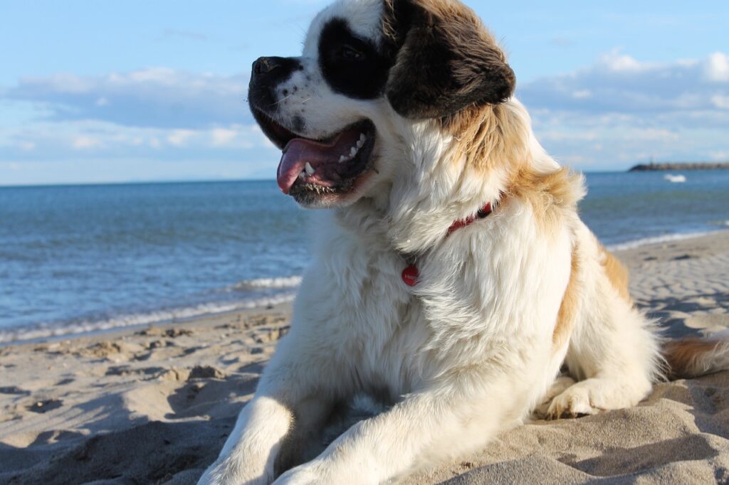 The Saint Bernard