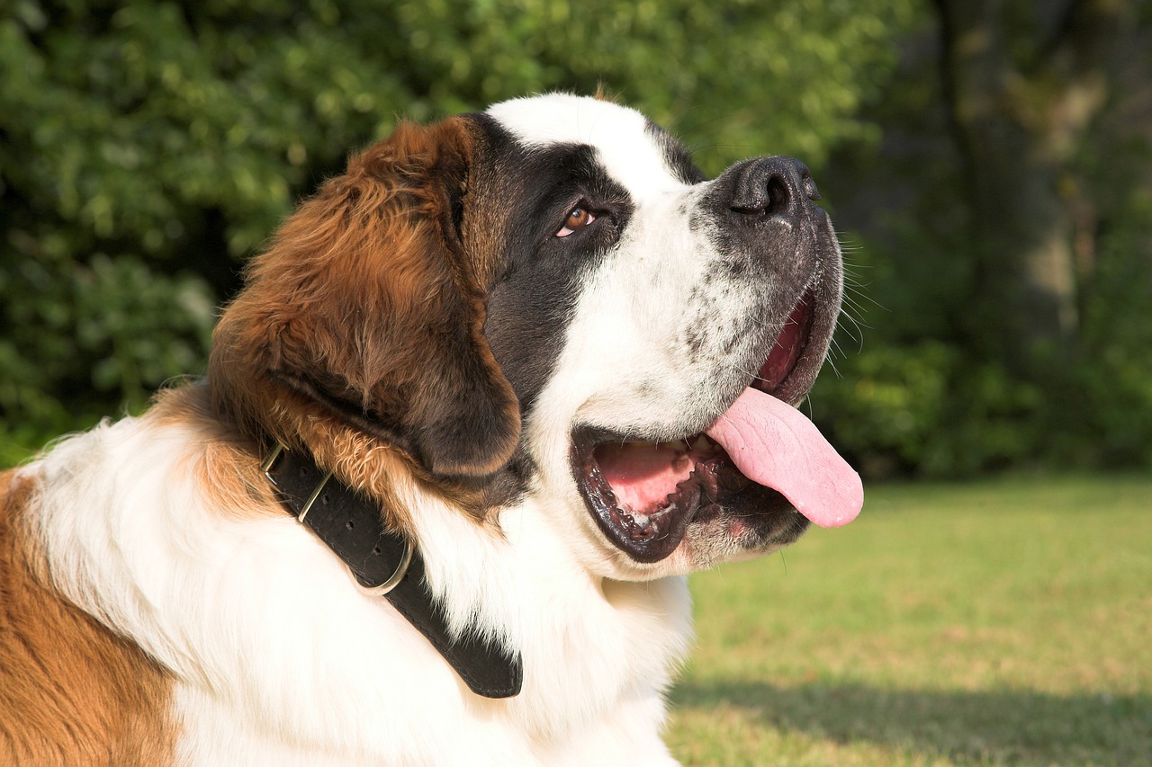 The Saint Bernard