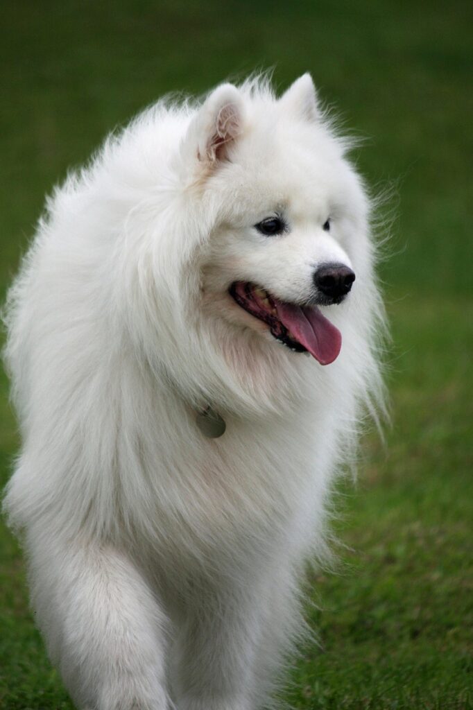 The Samoyed