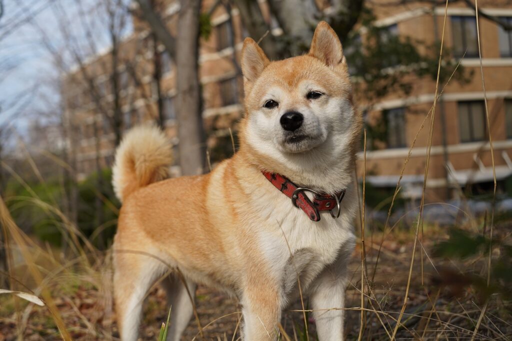 The Shiba Inu